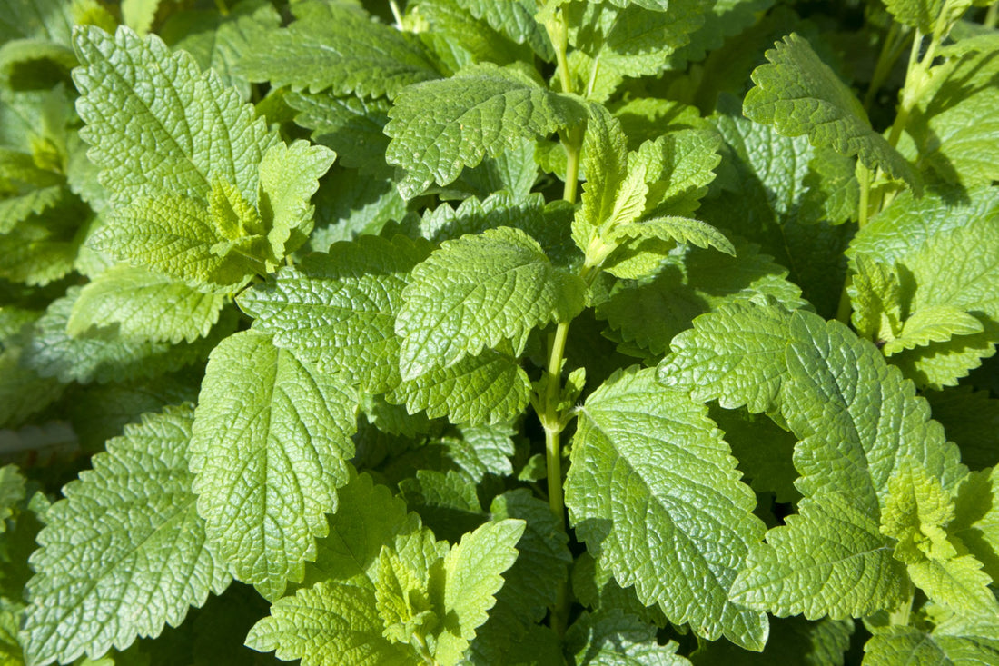 Lemon Balm For Anxiety